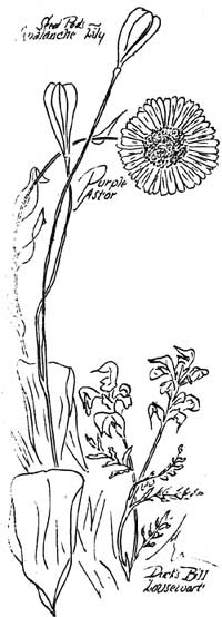 sketch of avalanch lily, purple aster, ducks bill lousewort