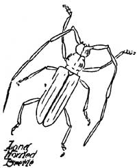 sketch of long horned beetle