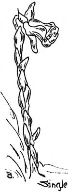 sketch of single flowered indian pipe