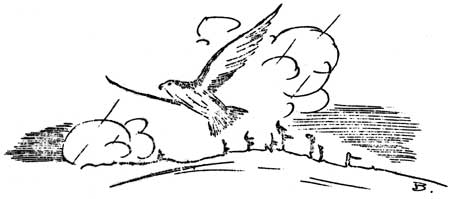 sketch of bird gliding