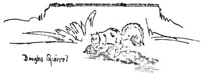sketch of Douglas squirrel