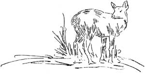 sketch of deer