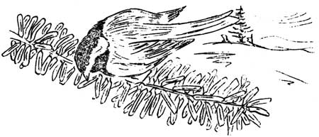 sketch of chickadee
