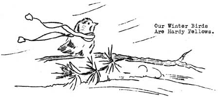 sketch of Western Winter Wren