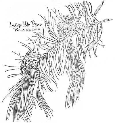 sketch of lodgepole pine needles and cones