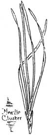 sketch of western white pine needles