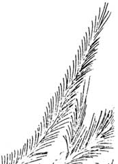 sketch of tree branch