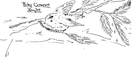 sketch of ruby crowned kinglet on tree branch