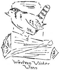 sketch of western winter wren