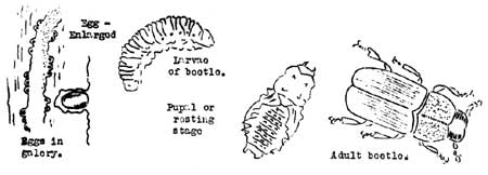 stages of bettle life