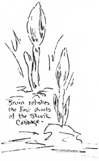 skunk cabbage