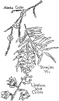 sketch of Alaska Cedar, Douglas Fir, and Western Red Cedar