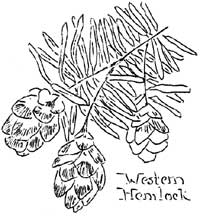 sketch of Western Hemlock