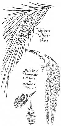 sketch of Western White Pine and Alder