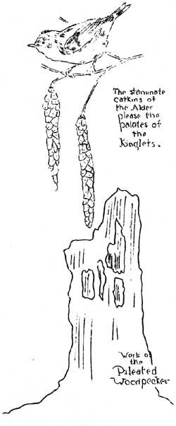 sketch of kinglet, alder catkins and stump