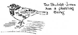 sketch of Shufeldt-Junco