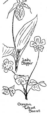 salmonberry, lady slipper, oregon wood sorrel