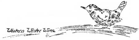 sketch of Western Winter Wren