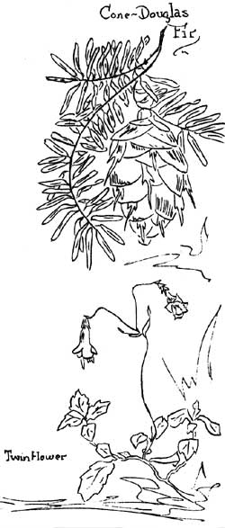 sketch of Douglas Fir cone and Twinflower
