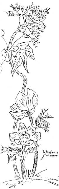 sketch of valerian and western anemone