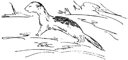 sketch of mink