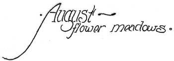 August - Flower Meadows