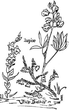 sketch of lupine, speedwell, and white heather