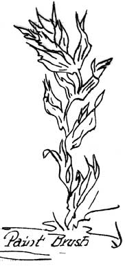 sketch of Indian Paint Brush
