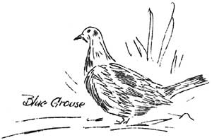 sketch of blue grouse