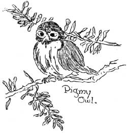 Pigmy Owl