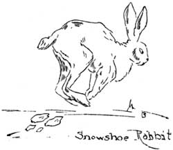 snowshoe rabbit