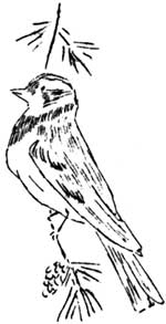 sketch of bird