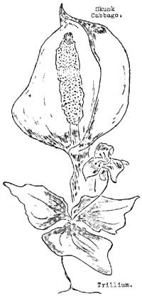 sketch of Skunk Cabbage, Trillium