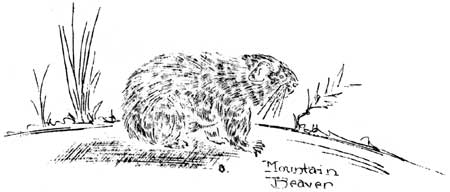 sketch of Mountain Beaver