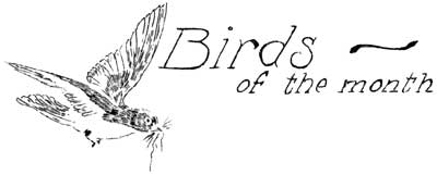 Birds of the Month