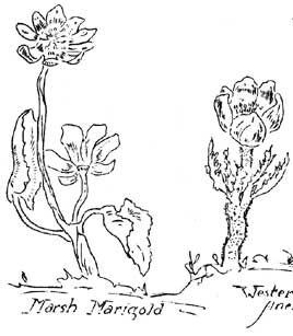 marsh marigold and western anemone