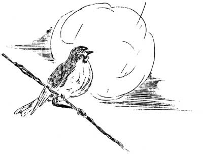 sketch of bird on branch