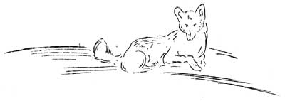 sketch of fox