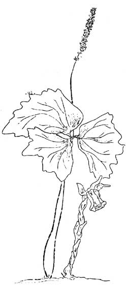 sketch of flowers