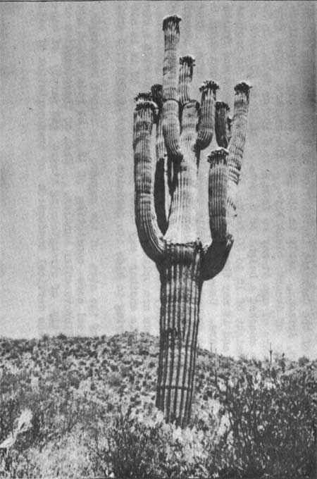 blooming saguaro