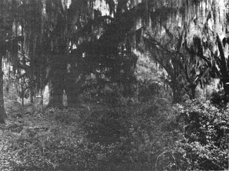 moss-covered oak trees