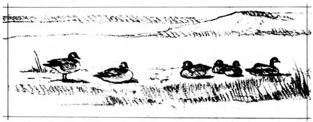 sketch of geese