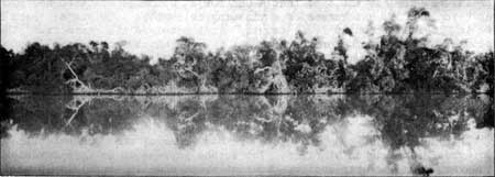 Mangrove forest