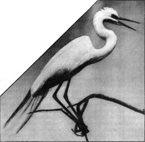 American Egret