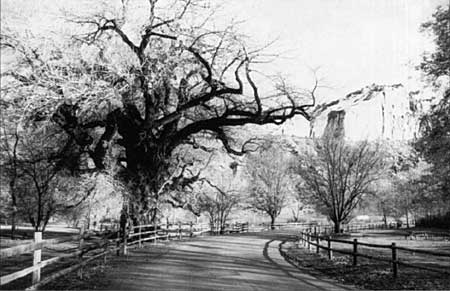 Mail tree along the Scenic Drive