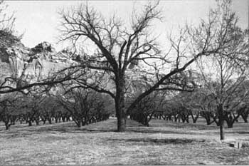 Cass Mulford Orchard