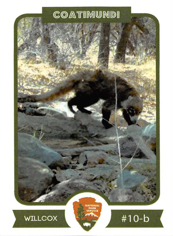 card cover