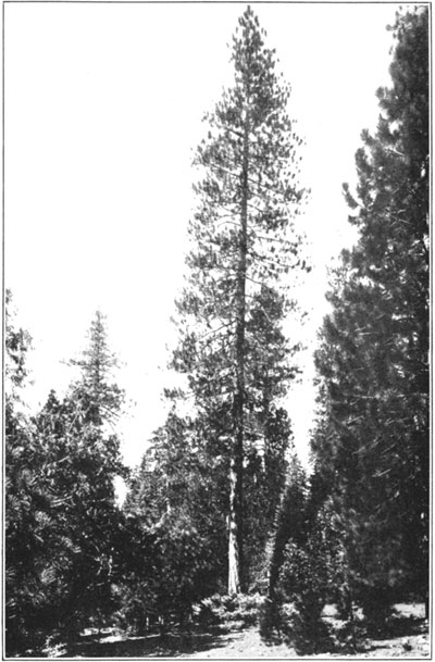 Western yellow pine