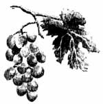 grapes