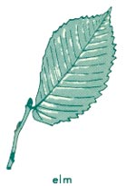 Elm leaf